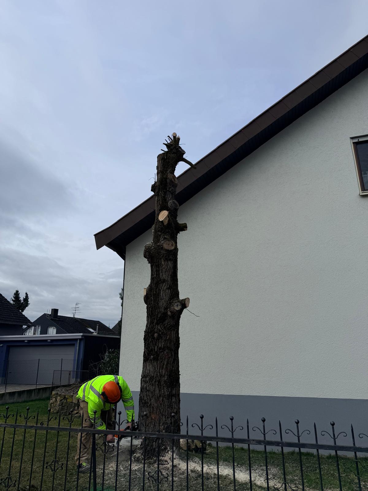 Grünfix Gartenservice Projekt 6 – Gartenpflege im Ortenaukreis